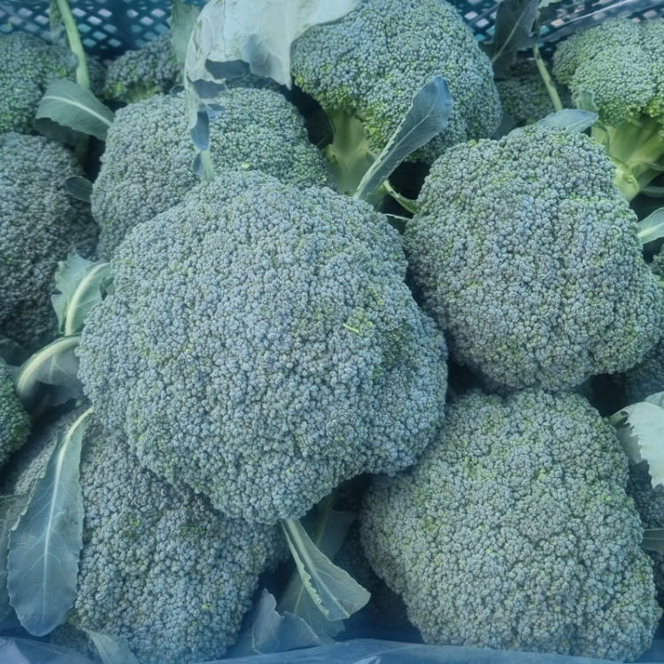 괴산 청결 햇 브로콜리 4kg