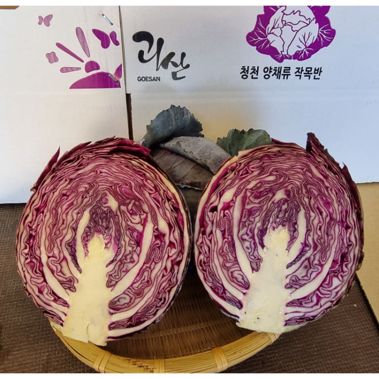 괴산 청결 햇 특품 적채 적양배추 붉은양배추 8kg~10kg